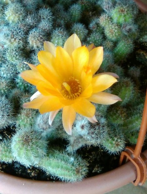 chamaecereus silvestri - Cactus si suculente 2017