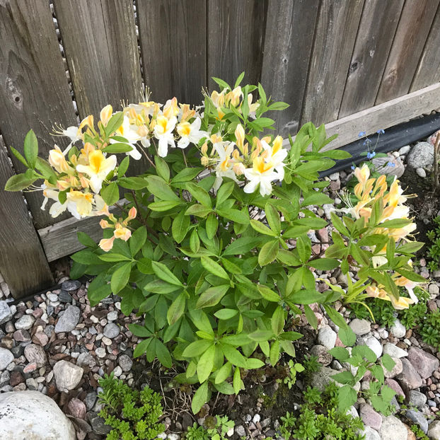  - Jurnalul gradinii 2019