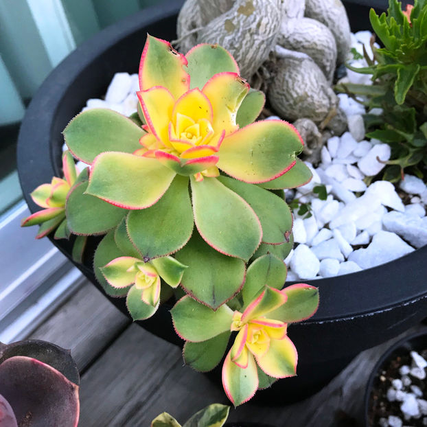  - Jurnalul gradinii 2019