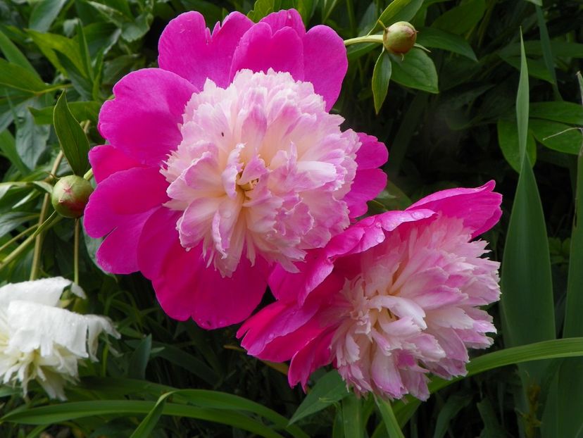 8 iun (4) - Bujori 2019