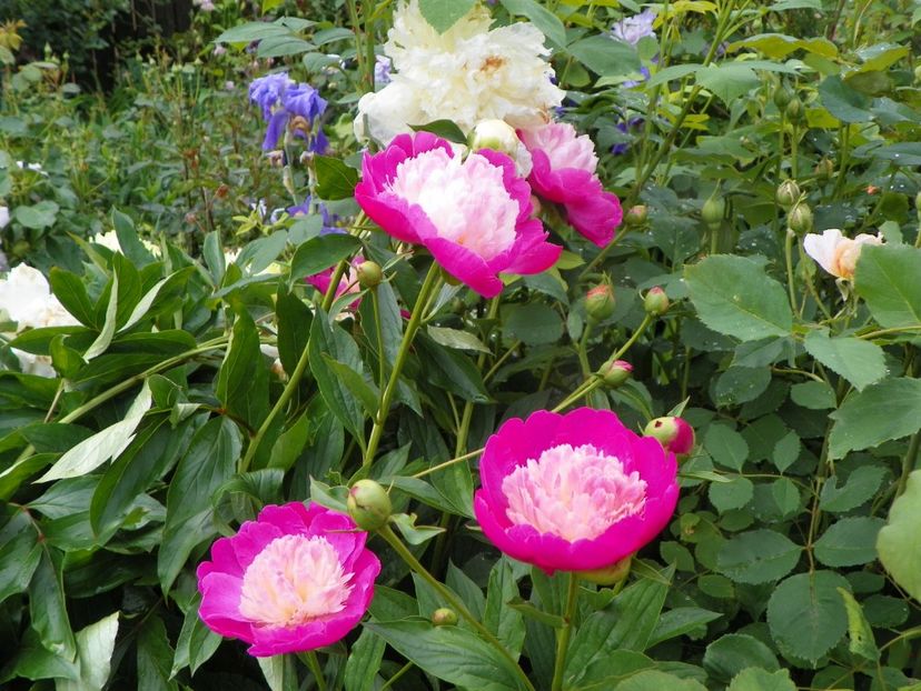 8 iun (5) - Bujori 2019