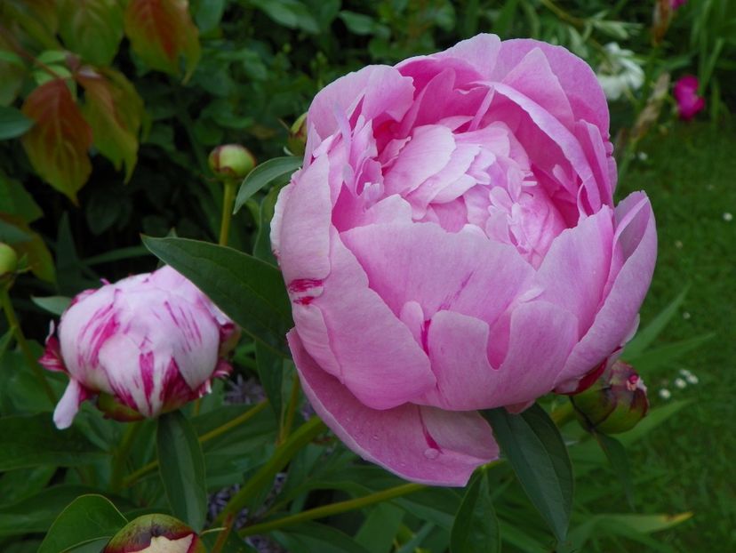 8 iun (8) - Bujori 2019