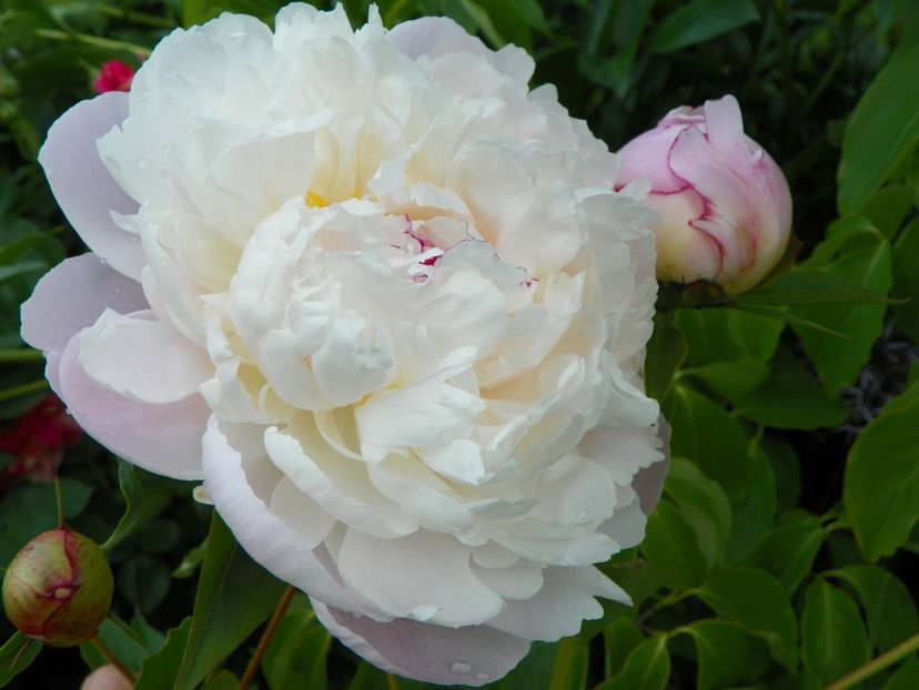 8 iun (9) - Bujori 2019