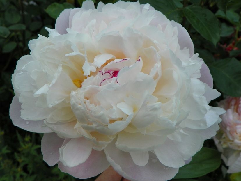 8 iun (11) - Bujori 2019