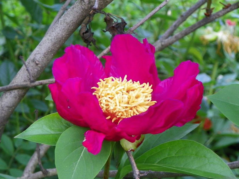 8 iun (16) - Bujori 2019