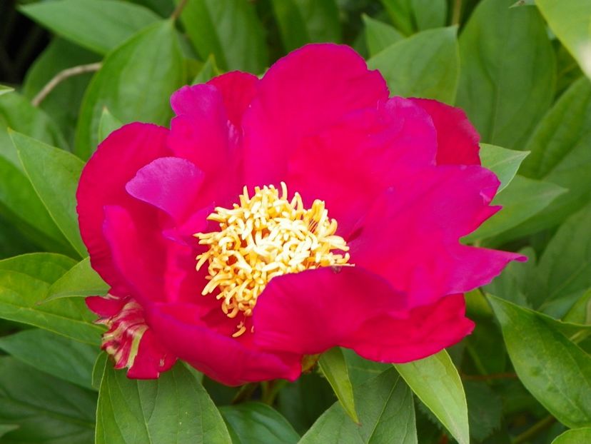 8 iun (17) - Bujori 2019