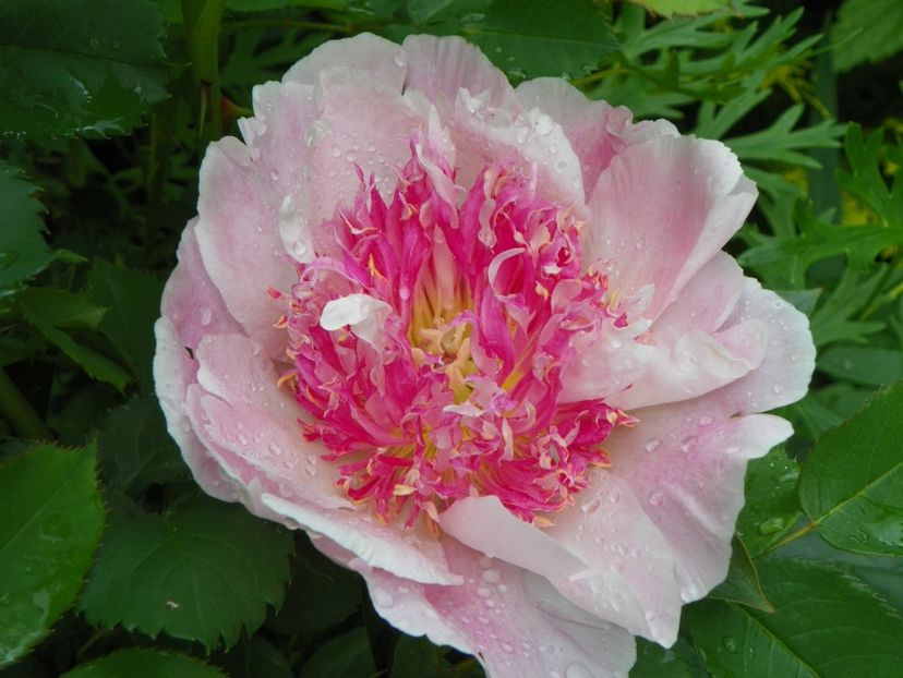 8 iun (34) - Bujori 2019