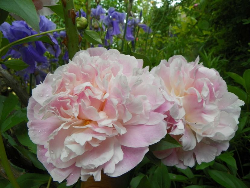 8 iun (49) - Bujori 2019