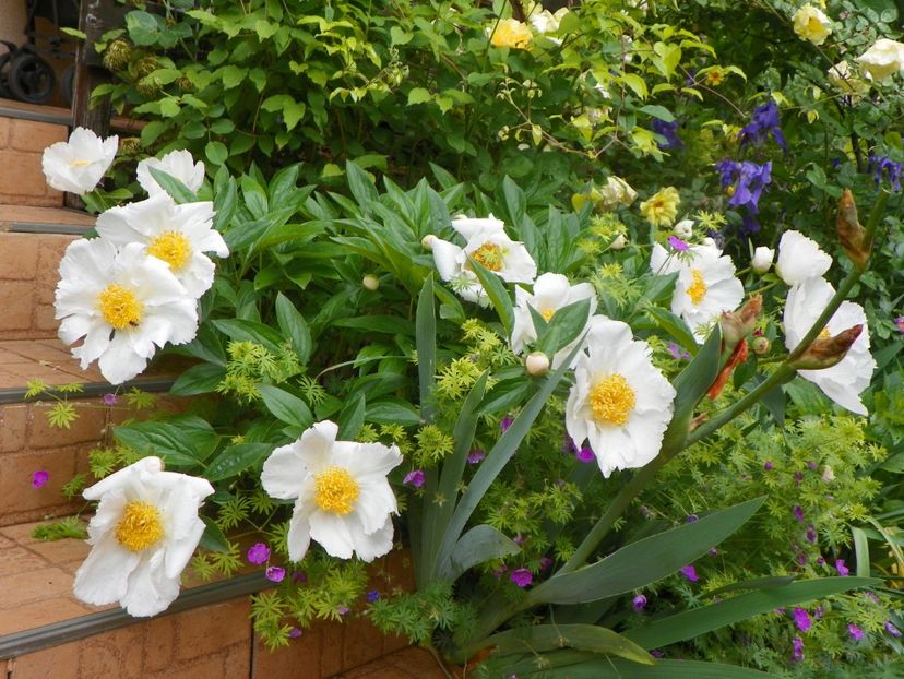 8 iun (51) - Bujori 2019