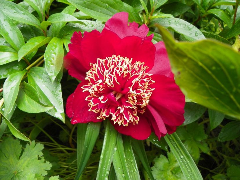 8 iun (63) - Bujori 2019