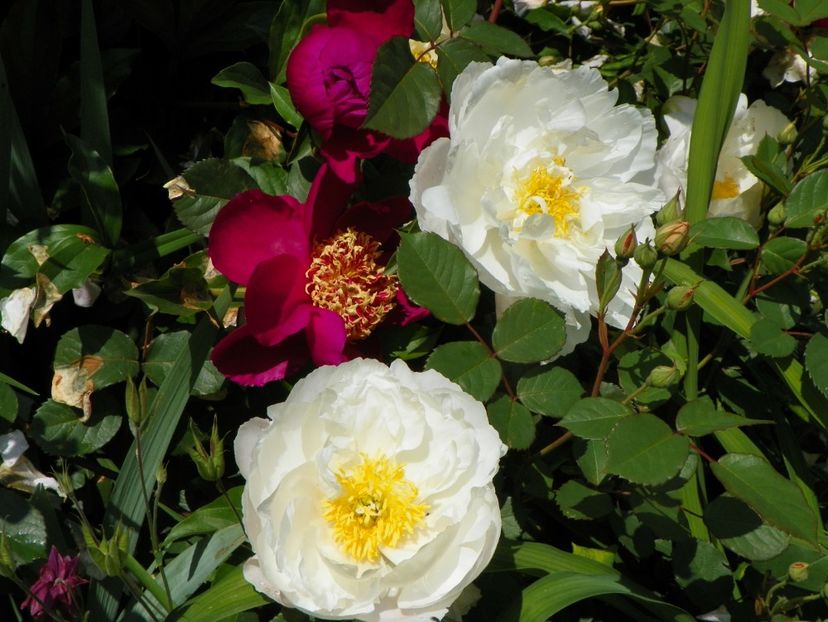 8 iun (65) - Bujori 2019