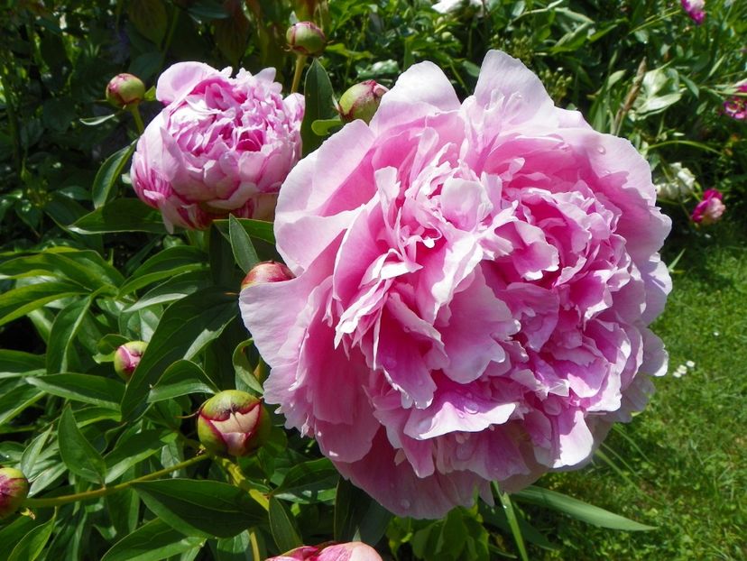 8 iun (81) - Bujori 2019