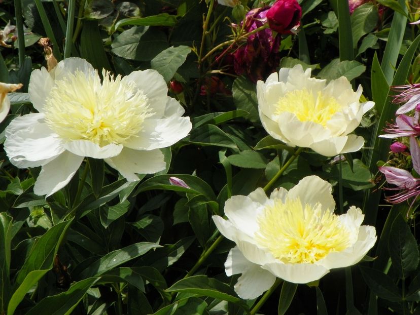 8 iun (110) - Bujori 2019