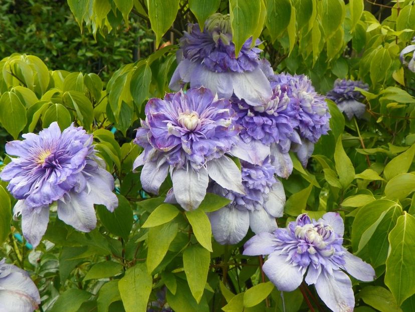 8 iun (7) - Clematite 2019