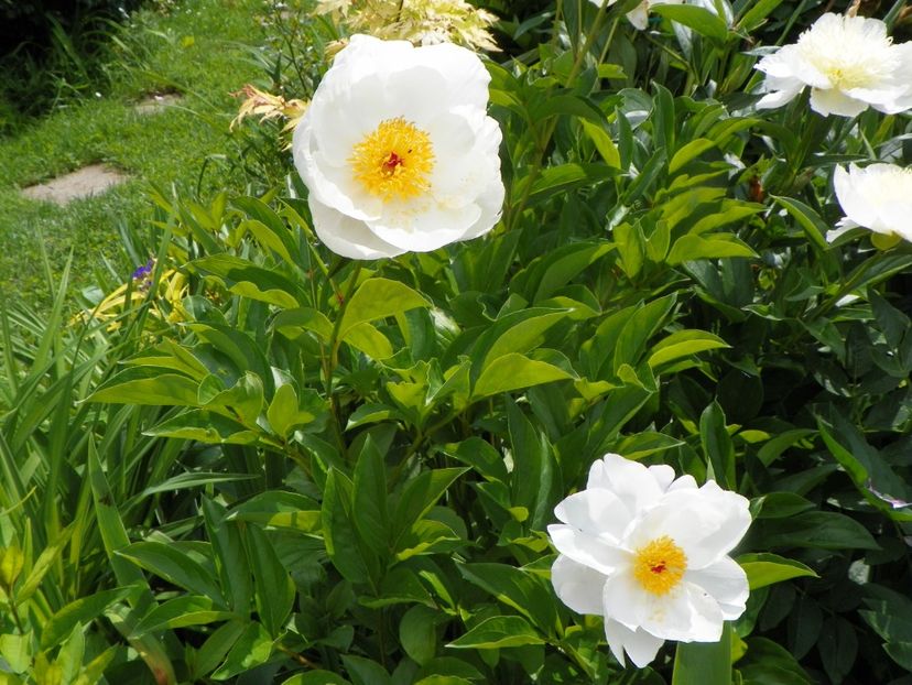 8 iun (112) - Bujori 2019