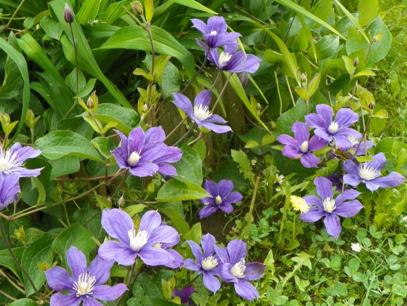 8 iun (31) - Clematite 2019