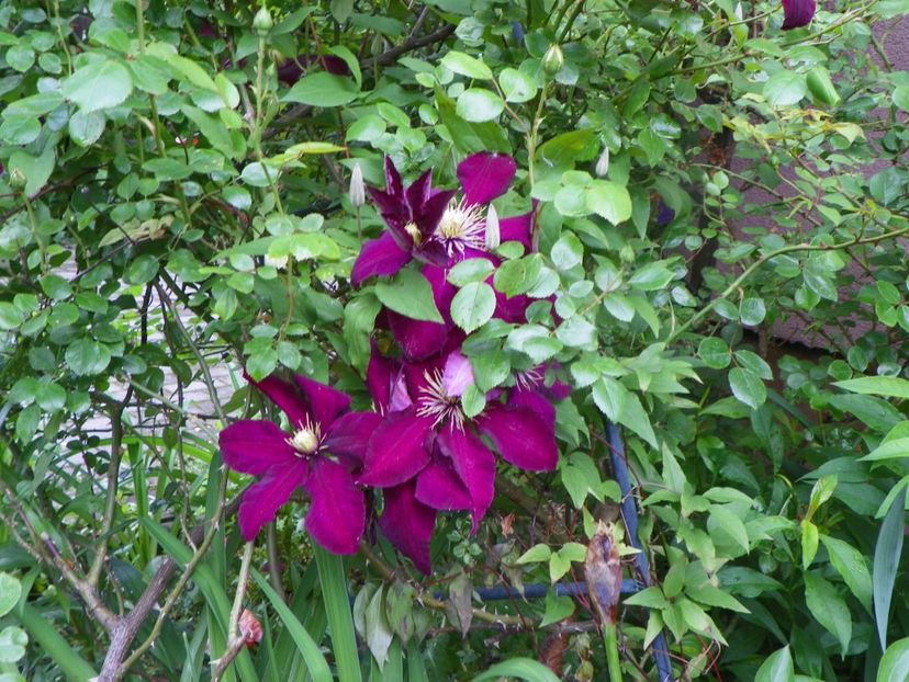 8 iun (56) - Clematite 2019