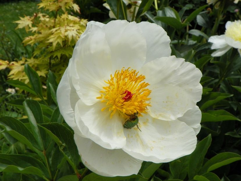 8 iun (118) - Bujori 2019