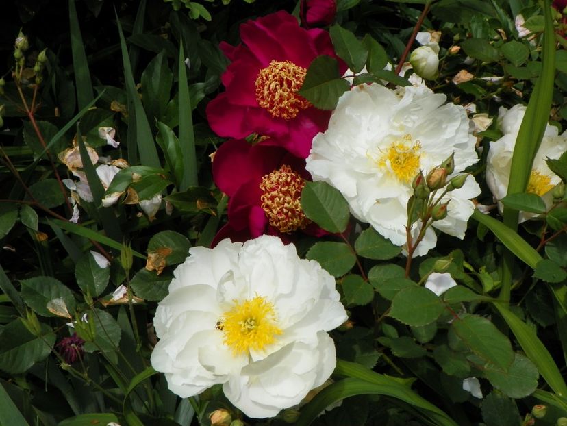 8 iun (119) - Bujori 2019