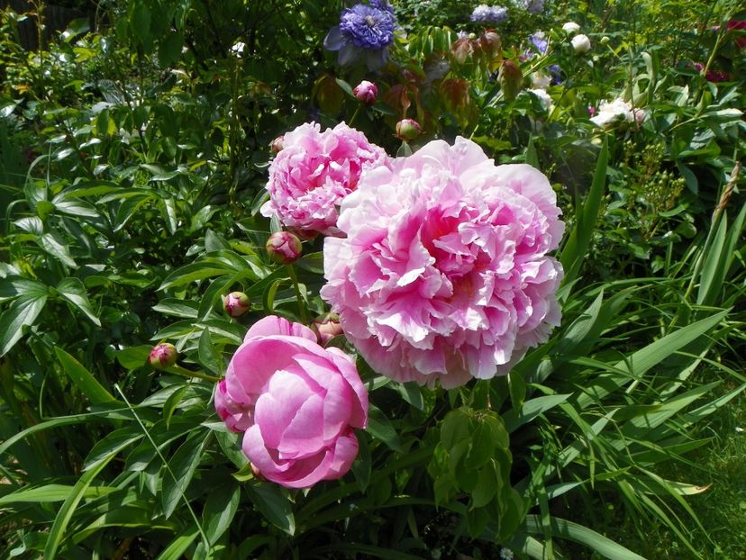 8 iun (125) - Bujori 2019