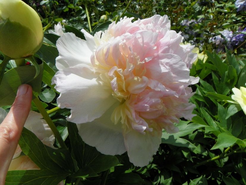 8 iun (127) - Bujori 2019