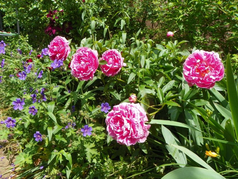 8 iun (128) - Bujori 2019