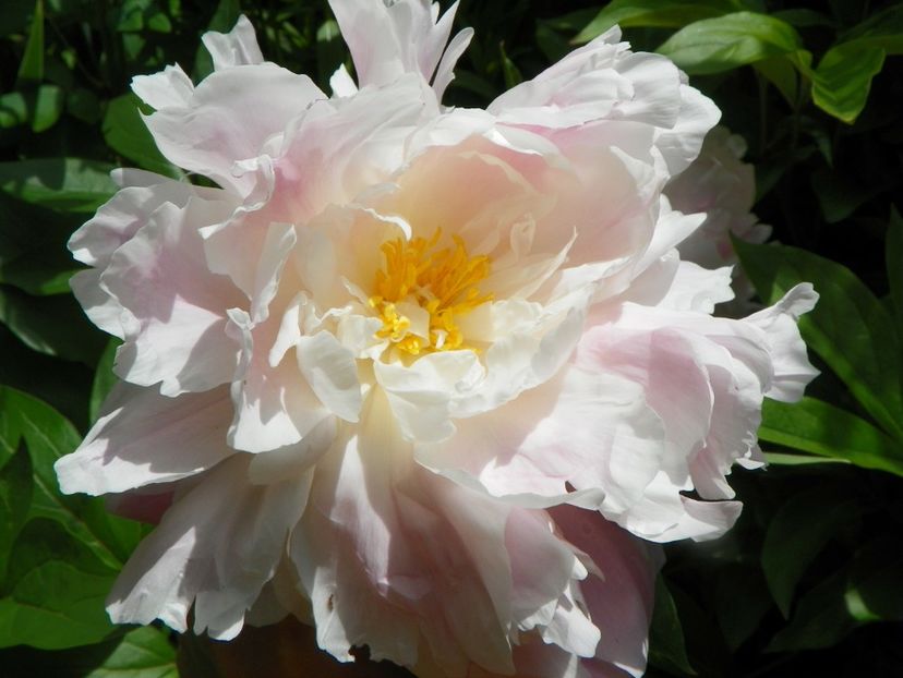 8 iun (132) - Bujori 2019