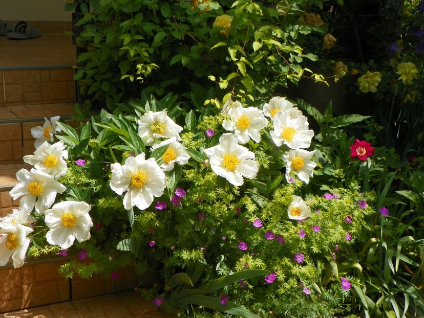 8 iun (134) - Bujori 2019