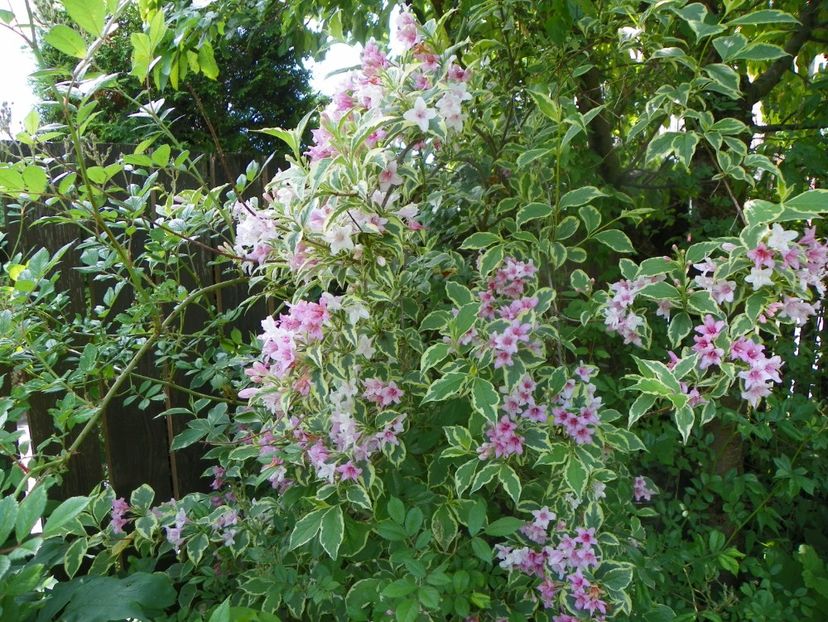 8 iun (85) - Copacei si arbusti 2019