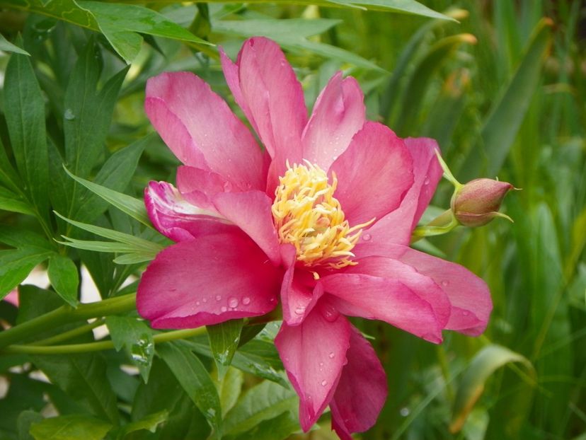 8 iun (23) - Bujori arbustivi si itoh 2019