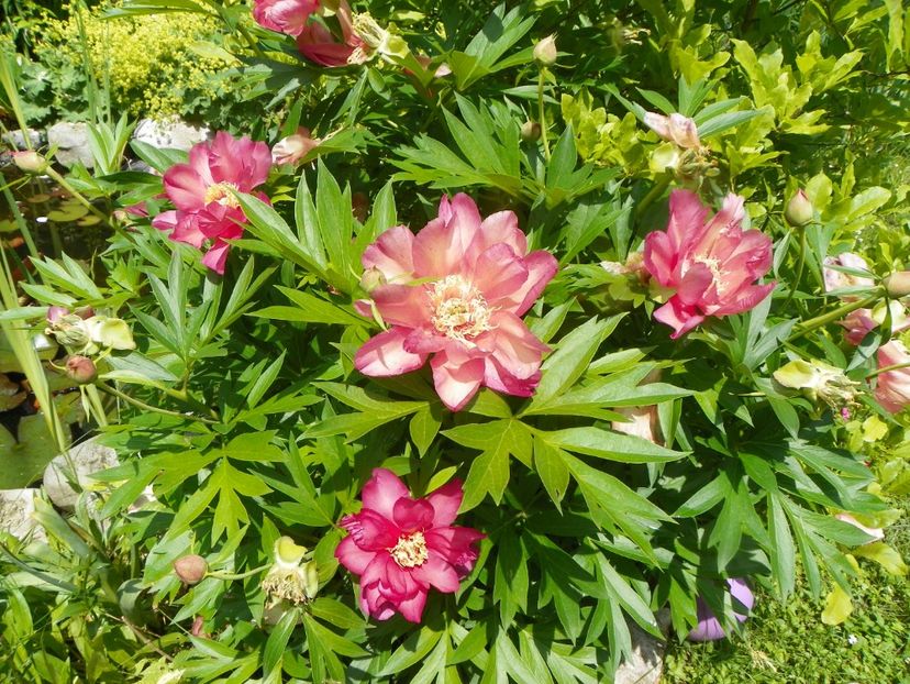 8 iun (104) - Bujori arbustivi si itoh 2019