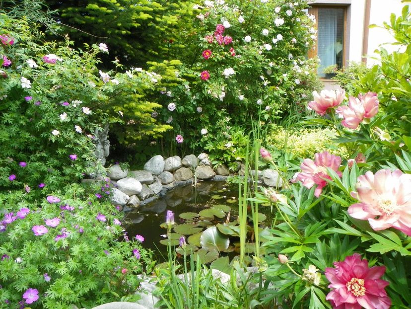 8 iun (120) - Bujori arbustivi si itoh 2019