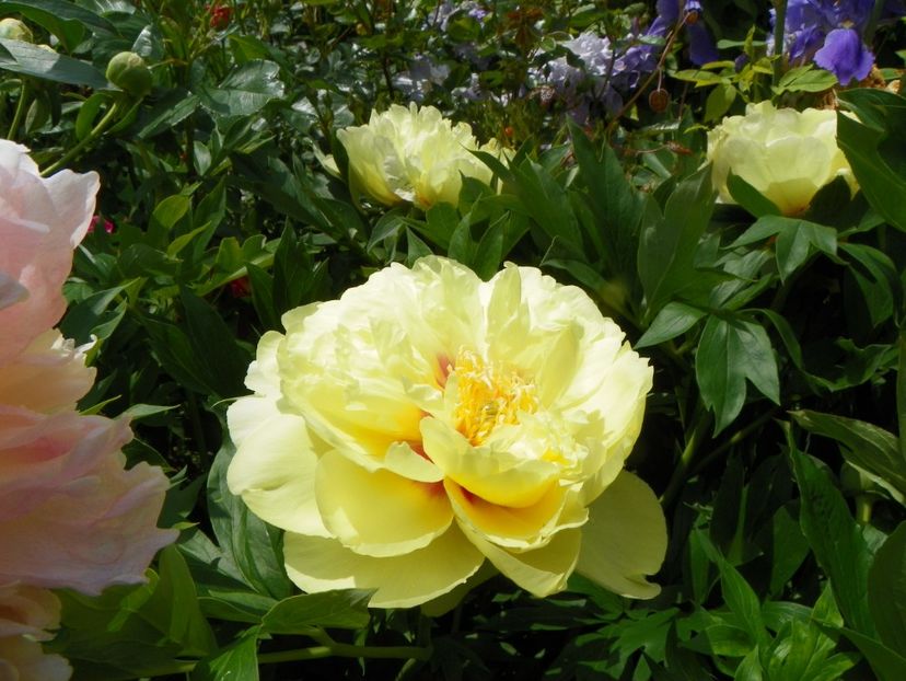 Bartzella - Bujori arbustivi si itoh 2019