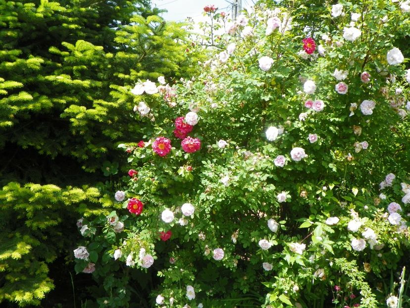 8 iun (67) - Gradina 2019