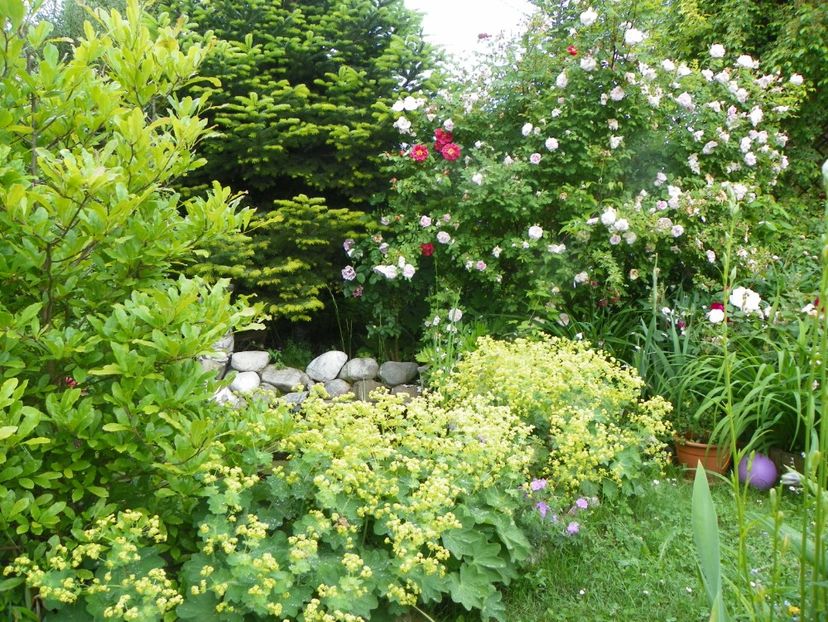 8 iun (20) - Gradina 2019