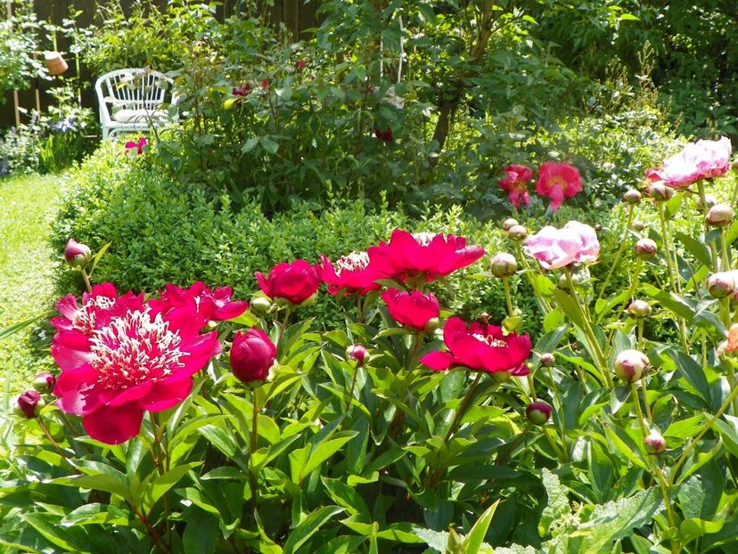 8 iun (72) - Gradina 2019