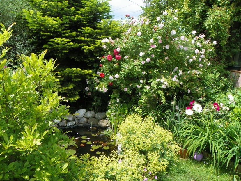 8 iun (102) - Gradina 2019
