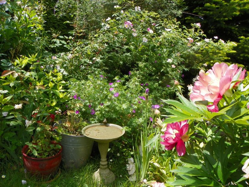 8 iun (103) - Gradina 2019