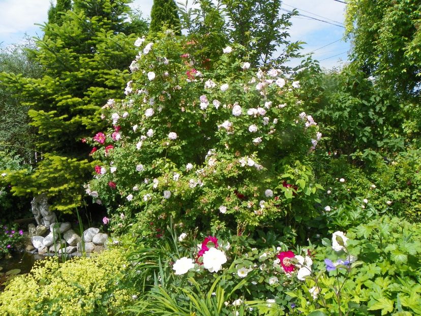 8 iun (113) - Gradina 2019