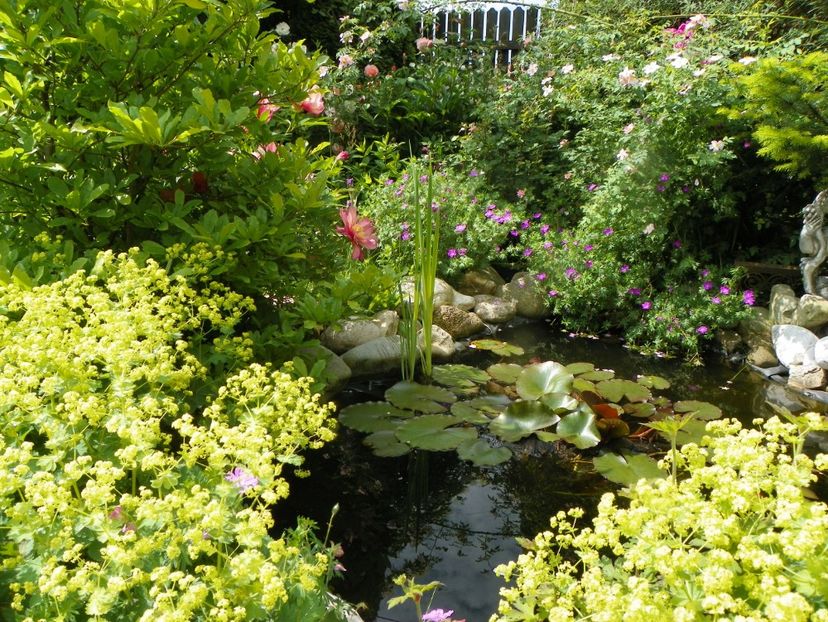 8 iun (116) - Gradina 2019