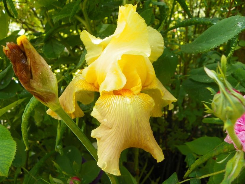 8 iun (88) - Irisi 2019