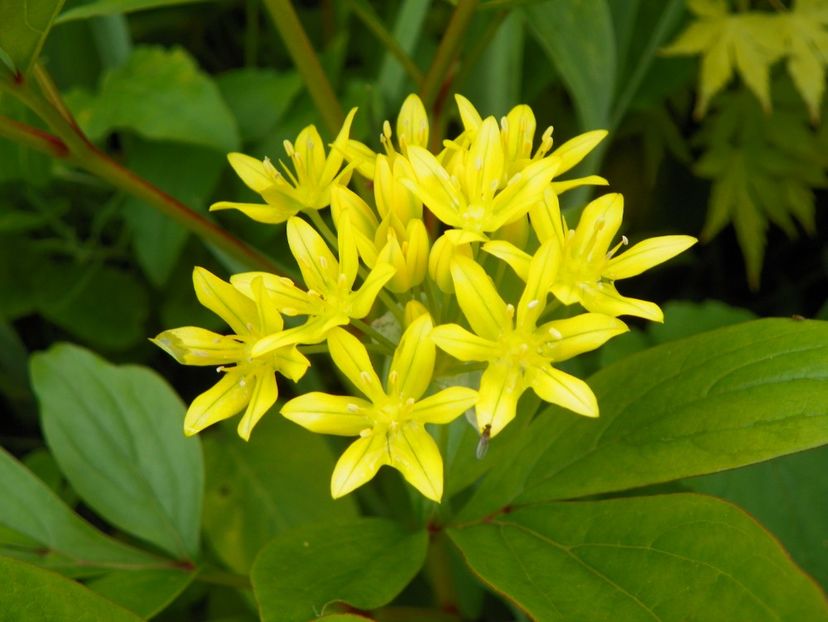 8 iun (43) - Vara 2019