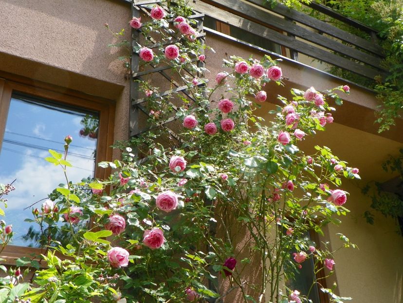 8 iun (131) - Trandafiri 2019