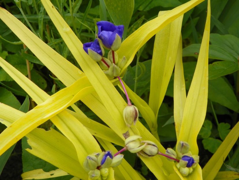 8 iun (44) - Vara 2019