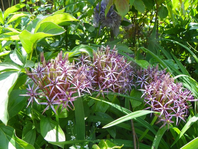 8 iun (82) - Vara 2019