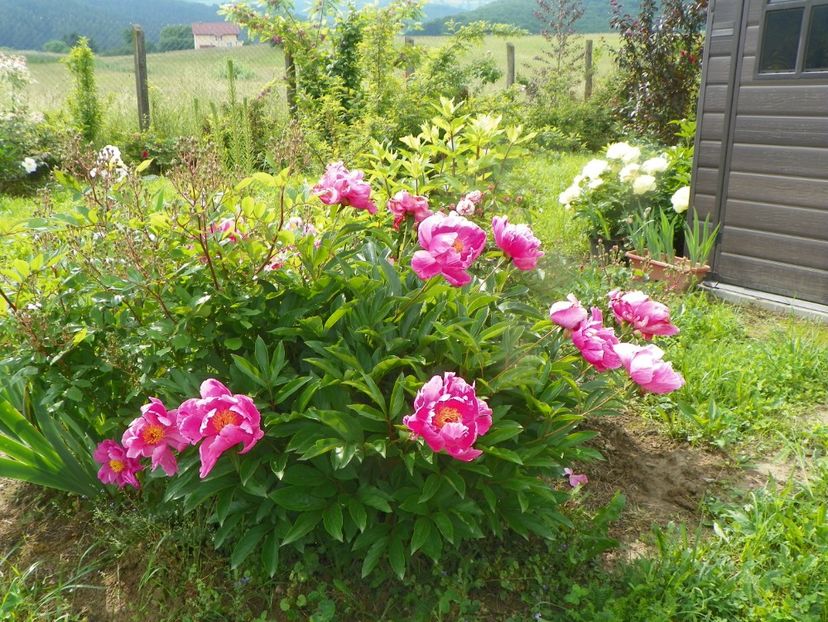 Dancing Butterflies - Irisi si bujori 2019