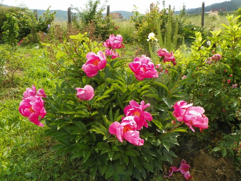 Dancing Butterflies - Irisi si bujori 2019