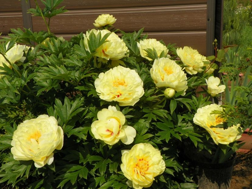 Bartzella - Irisi si bujori 2019