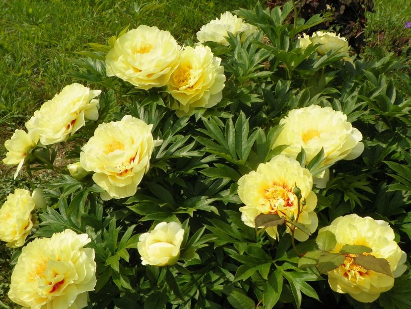 Bartzella - Irisi si bujori 2019