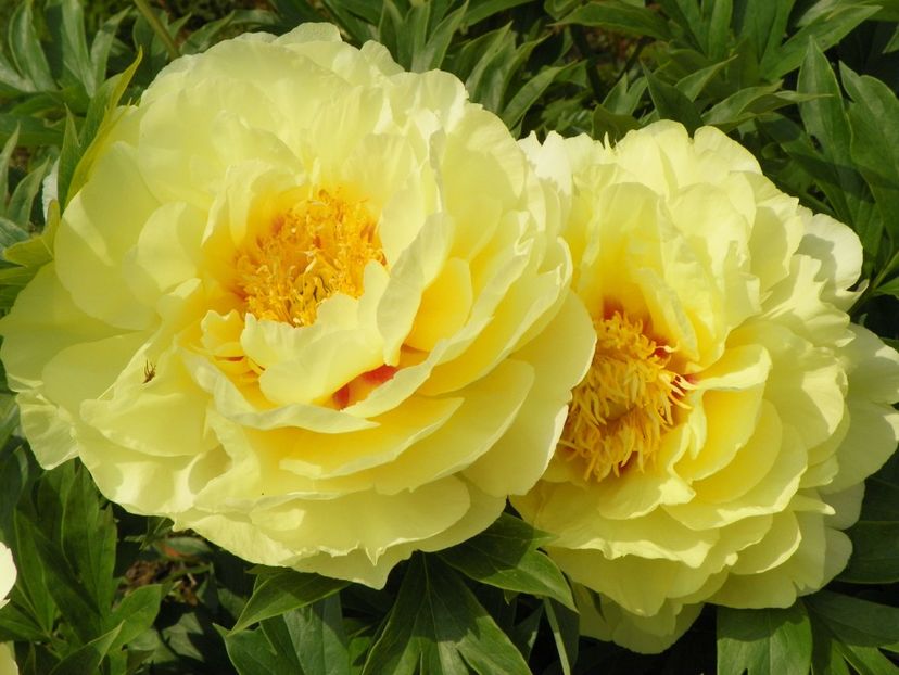 Bartzella - Irisi si bujori 2019